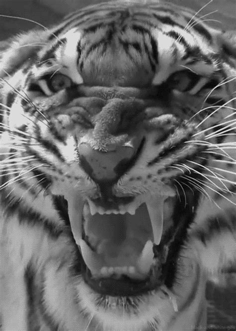 Tiger Roar Gifs Get The Best Gif On Giphy