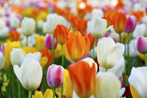 Weeds are wild plants in the wrong place. Spring Has Sprung And Here Are The Pretty Flowers You Will ...