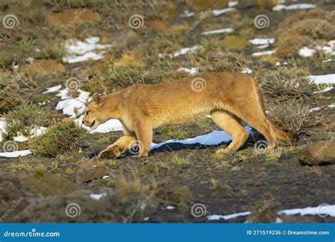 Cougar Walking In Mountain Environment Torres Del Paine National Park