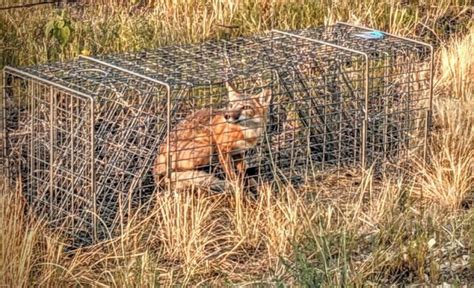 Swift Fox Numbers Increase On Fort Belknap Prairie As Reintroduction
