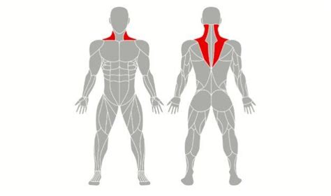 Types Of Muscles That You Can Bulk Up V Shred Types Of Muscles