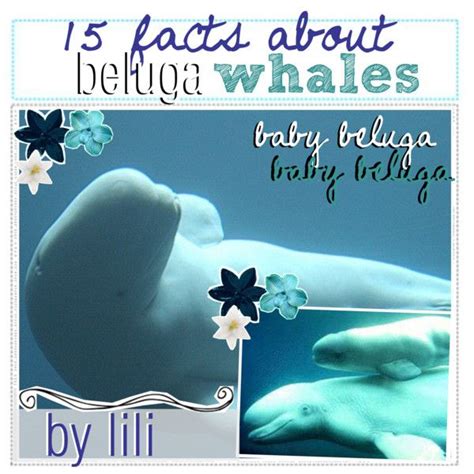 15 Facts About Beluga Whales Whale Fun Facts