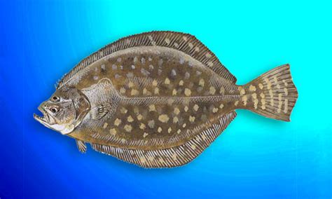 Fluke Flounder Adios Boat Charters