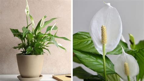 Best Indoor Plants 15 Plants That Are Good For Your Health Bright Side