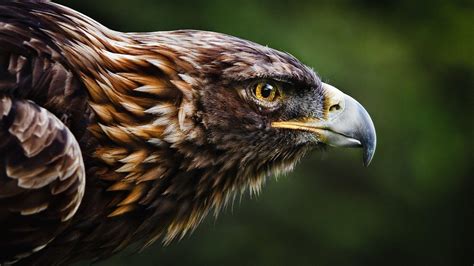 Fun information about some lesser known species and their strange doings in the dark. Golden eagle - Birds of prey wallpaper - backiee