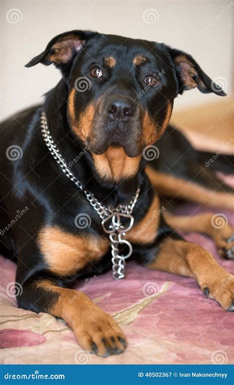 Rottweiler Dog Stock Image Image Of Lying Black Purebred 40502367