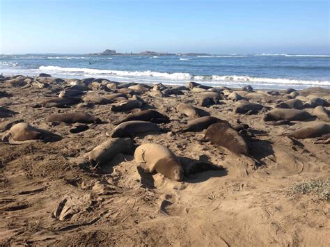 Elephant Seals At Año Nuevo State Park Ca Elephantseals Ca State