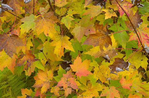 Colorful Autumn Leaves Photograph By Darrell Young Fine Art America