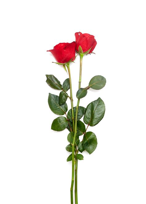 Premium Photo Two Red Rose On White Background
