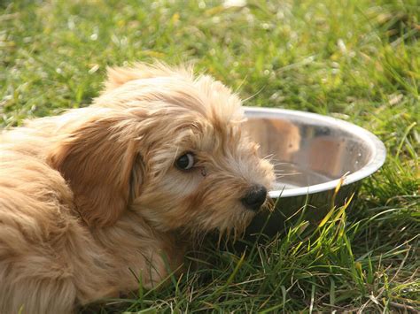 Dog Not Eating Reasons And Helpful Solutions Uk Pets