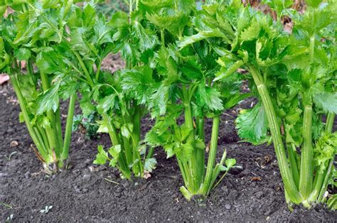 How To Grow And Care For Celery Plants Uk