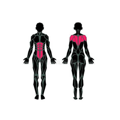 Note also two bones the shoulder blades, which are prominent unless the back muscles are so developed they cover them up. Polygonal Anatomy Of Female Muscular System Stock Vector ...