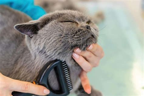 Do Cats Need Haircuts Cat Grooming Guide Kitteria