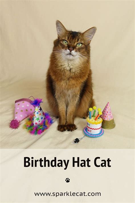 Birthday Hat Cat Birthday Hat Cat Birthday Cats