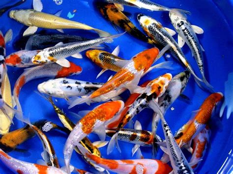 Live Koi For Sale Koi Fish Carp Assorted Live Grade Aquarium Lot