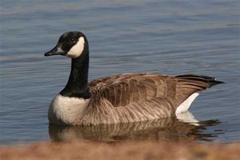 Animal Canada Goose Hd Wallpaper