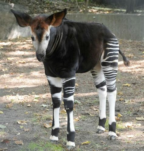 Okapi Breeding Program Succeeding At Bronx Zoo Zooborns