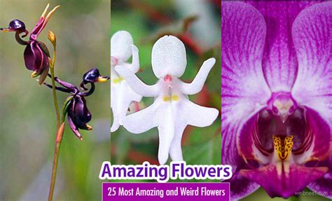 If you want to see amazing photos of flowers then like this page! 25 Most Amazing and Weird Flowers from around the world