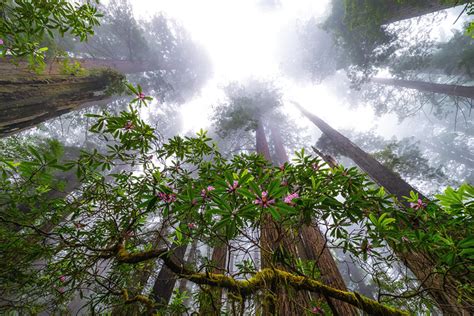 Renewing Your Passion In Photography By Kevin Mcneal Photo Cascadia