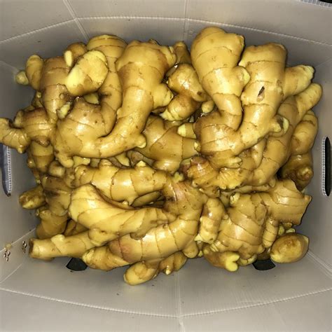 Top Quality Ginger Fresh Ginger Roots Prices China Fresh Ginger And