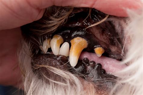 Is Gum Disease In Dogs Fatal