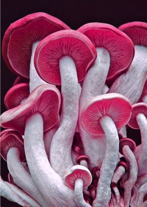 Rare And Beautiful Mushrooms Stuffed Mushrooms Fungi Mushroom Fungi