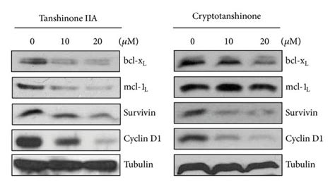 tanshinone iia and cryptotanshinone induce apoptosis in k562 cells a download scientific