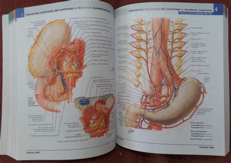 Atlas De Anatomia Humana Netter Pdf Free Peatix Free Nude Porn Photos