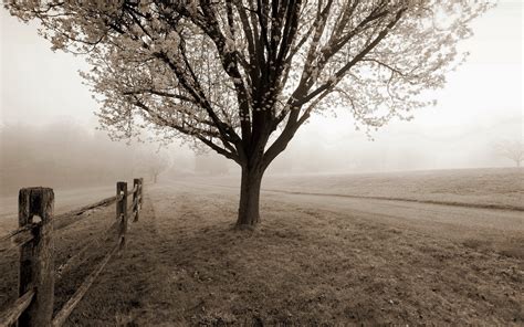 Black White Sepia Trees Fog Mist Autumn Fall Fence Roads Path
