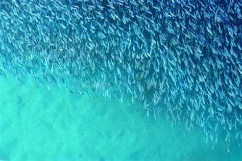 Small Fish Flock Top View Above Water Surface Stock Image Image Of