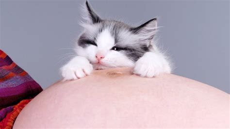 Cats Reaction To Pregnant Women Cats Love And Protects Pregnant Women