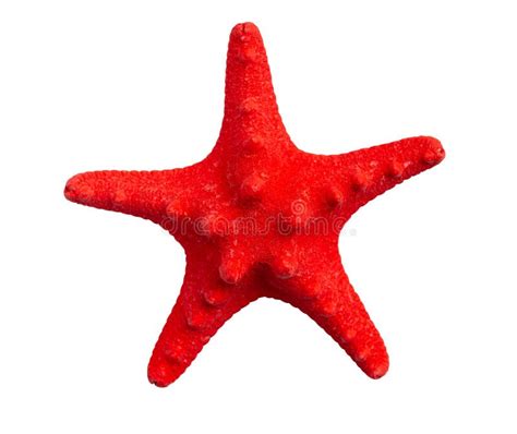 One Red Starfish Close Up Isolated On White Background Stock Photo