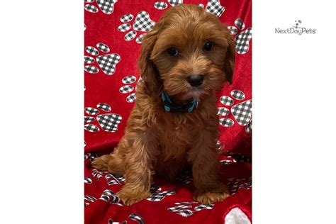 Check spelling or type a new query. Ginger: Cavapoo puppy for sale near Dallas / Fort Worth ...