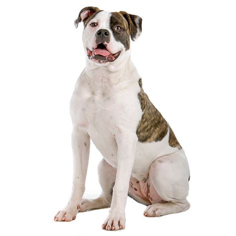 They can also be good companions for walkers, joggers, hikers, bicyclists and skateboarders, as long as a veterinarian doesn't find any underlying health issues that could limit the dog's activity. American Bulldog Dog Breed Information | Temperament & Health