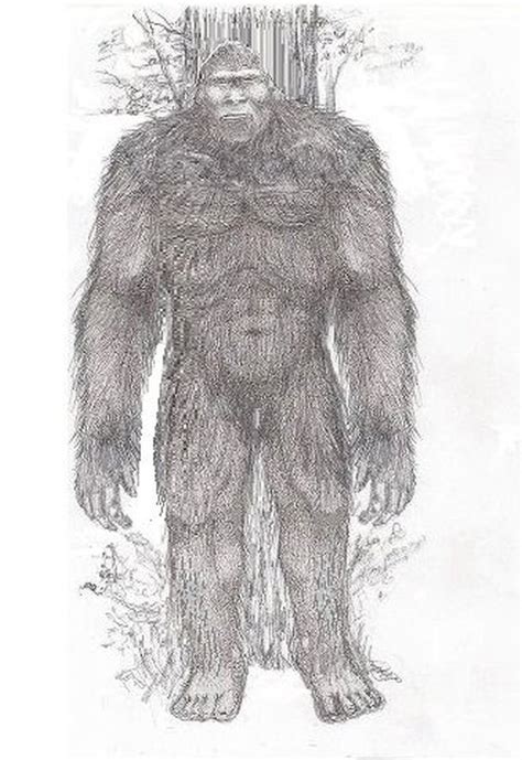 Sasquatch Drawing Bigfoot Sasquatch Sinister Mr Yeti Davis Scott