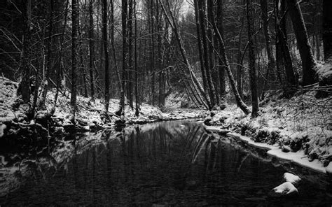 Dark Forest Hd Wallpaper 61 Images