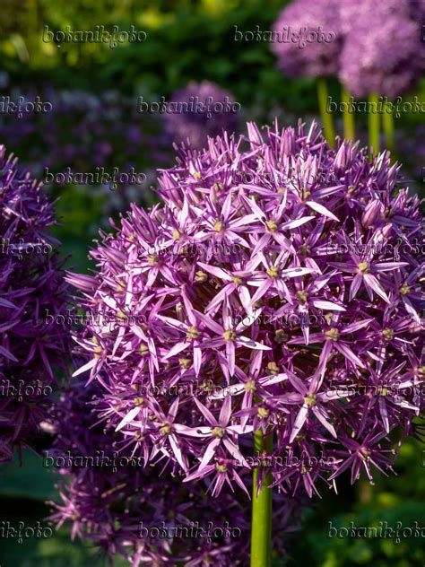 Image Giant Allium Allium Globemaster 438185 Images Of Plants And