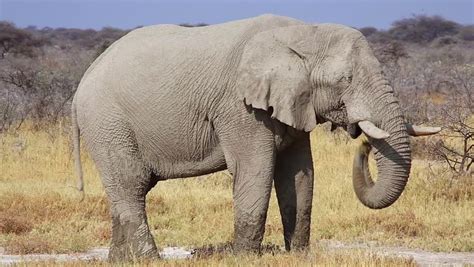 Diet elephants eat roots, grasses, fruit, and bark. Stock video of huge endangered bull african bush elephant ...