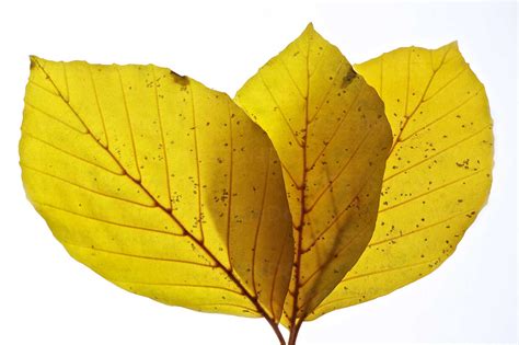 Close Up Of Copper Beech Leaves Against White Background Stock Photo