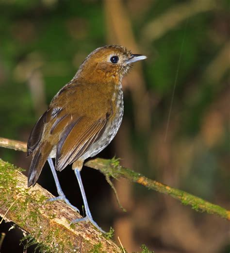 The Urrao Antpitta Grallaria Urraoensis Also Known As Fenwicks