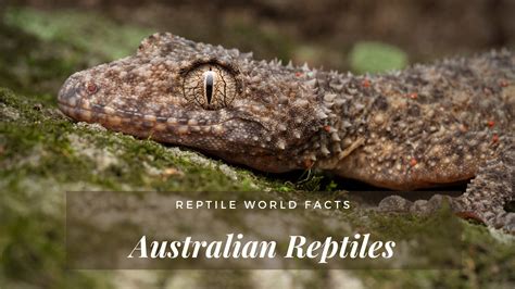10 Unusual Australian Reptiles Youll Want To See