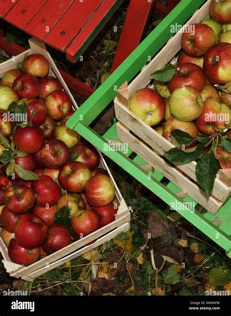 Fresh Organic Apples Stock Photo Alamy