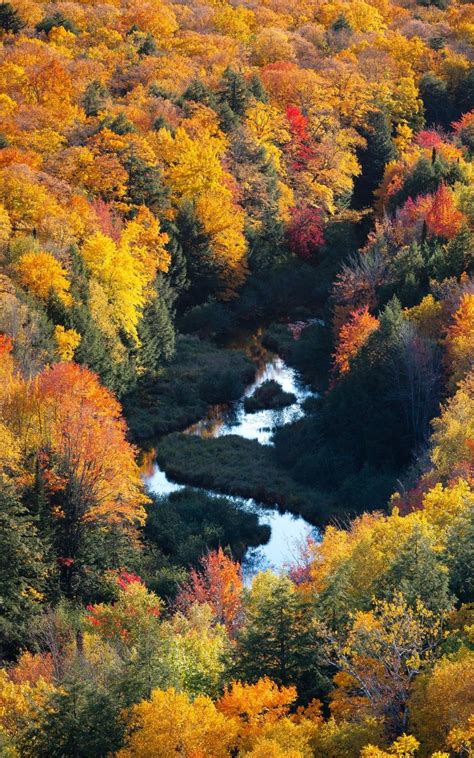 Wallpaper Trees Autumn Colorful Forest Aerial View River Wallpaper