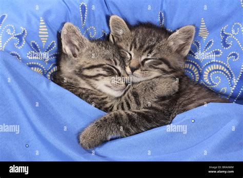 Domestic Cat Two Tabby Kittens Sleeping In A Bed Stock Photo Alamy