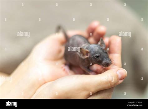 Baby Grey Dumbo Sphinx Rat Sitting In Female Hands Lovely And Cute Pet
