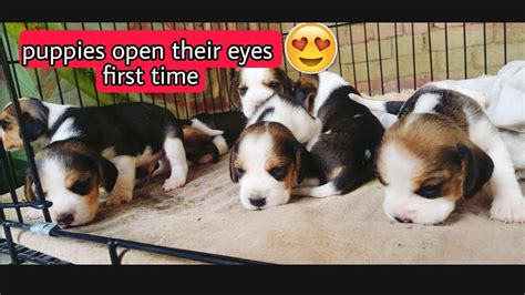 Beagle Puppies Open Their Eyes First Time Puppies Growing Up Puppies