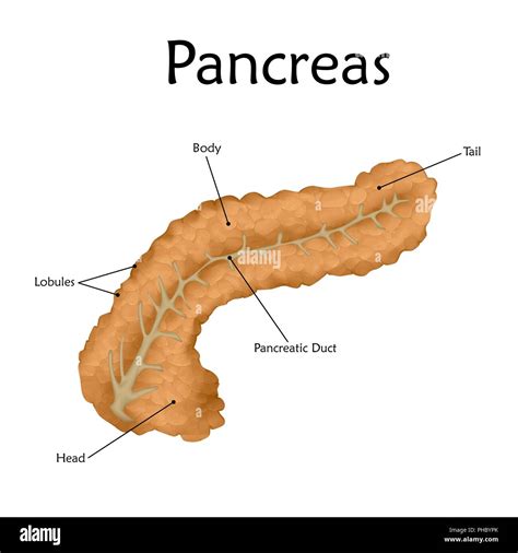 Pancreas With Labels Illustration Stock Photo Alamy
