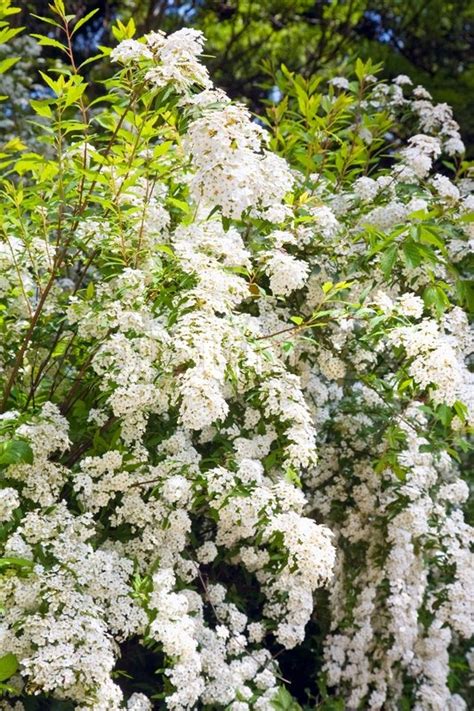 Großer gartenstrauch mit lila oder weißen duftenden blüten. Blüte Frühling Strauch mit weißen Blüten ( Natur ...