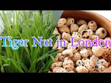 Grow Your Own Tiger Nuts In Your Garden Youtube