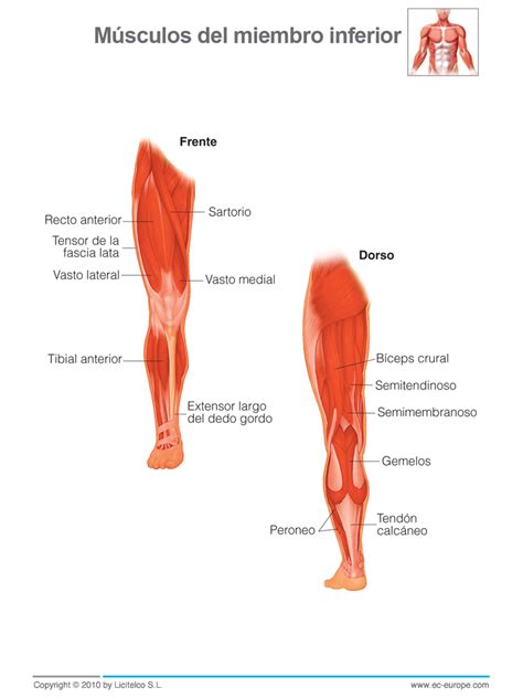 Extensión de la pierna en la cadera (glúteo mayor) l2, l3, l4 extensión de la pierna en la rodilla (cuádriceps) l4, l5, s1, s2 flexión de la pierna en la rodilla (ligamento de la corva) l4, l5, s1 dorsiflexión del pie (tibialis anterior) l4, l5, s1 extensión del dedo del pie: 2º ESO - Educación Física: Tema